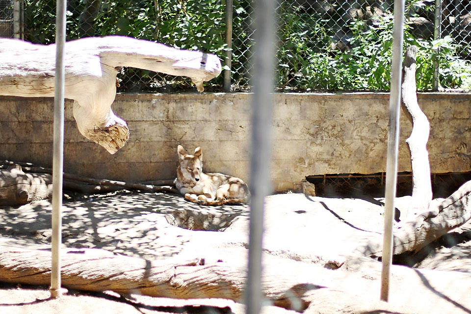 zoocoyote