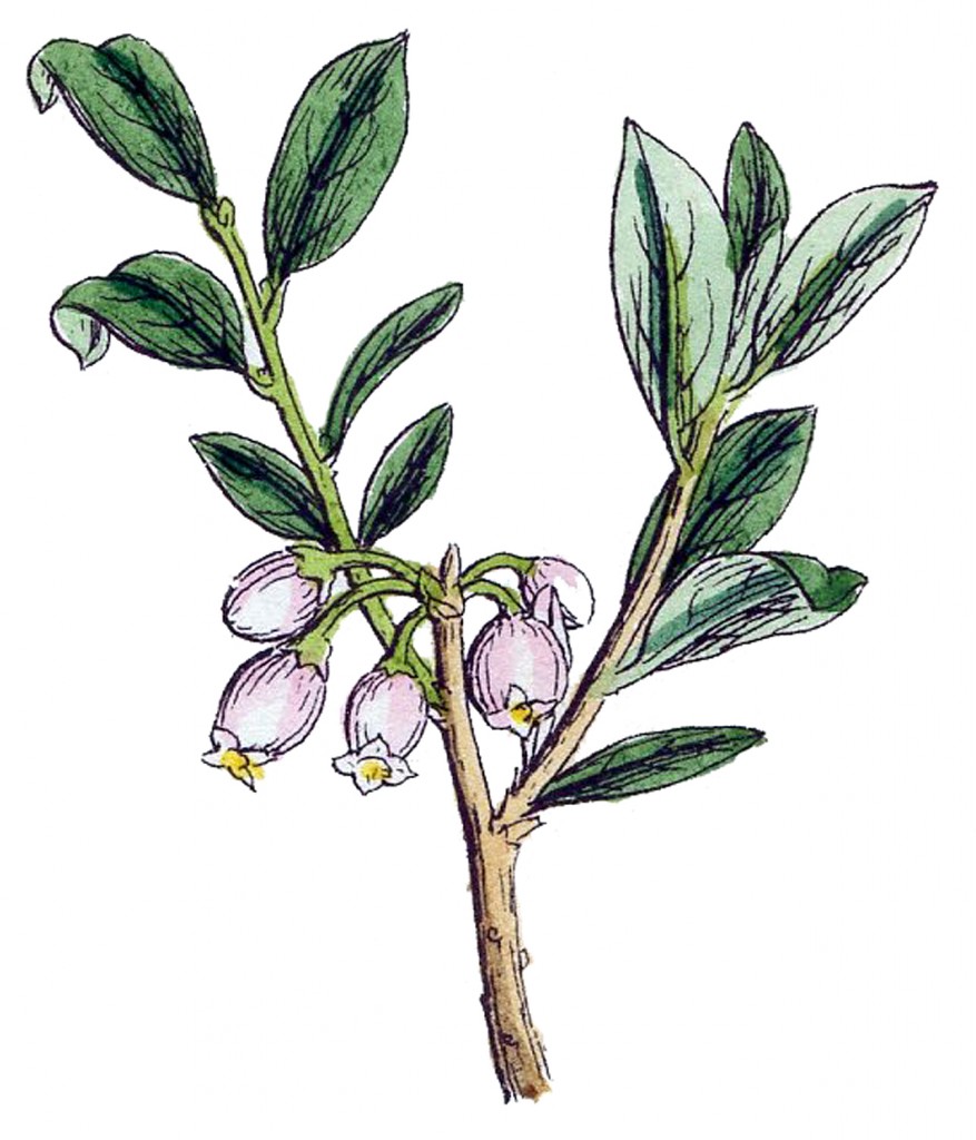 Botanical-Wild-Flowers-Pink-Bell-GraphicsFairy21